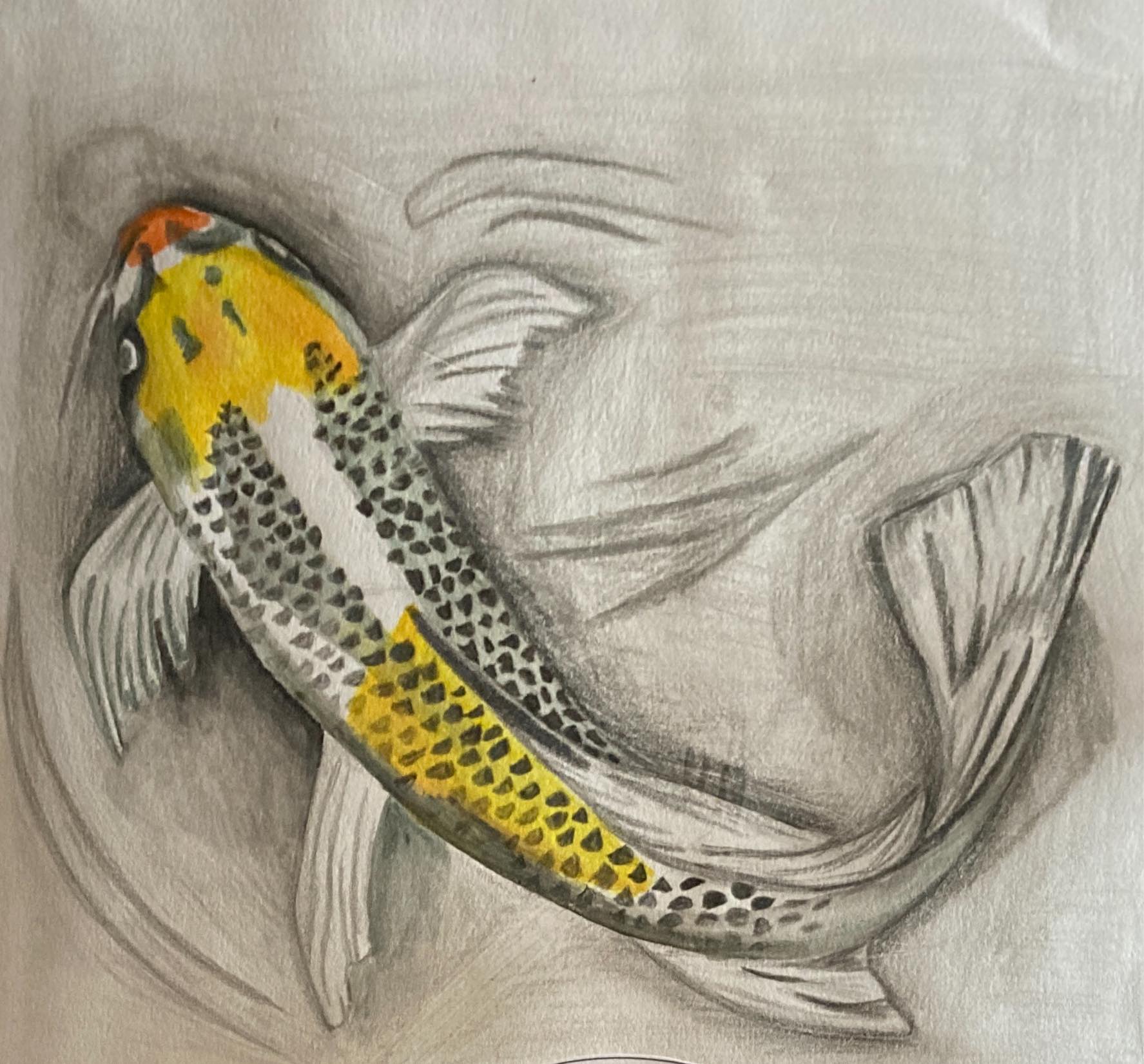 Titch designs watercolour and pencil sketch fish